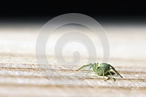 Little green spider on wood