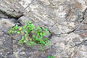 Little green sprout, flower, plant grows through asphalt ground