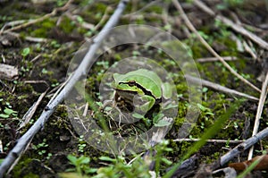 A little green toad is sitting in the grass. Rayka