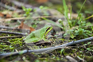 A little green toad is sitting in the grass. Rayka