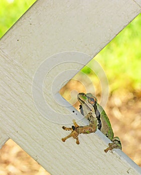 Little green Tree frog perched on trellis