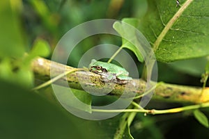 Little Green Treefrog Resting on Green Milkweed Plant in Garden