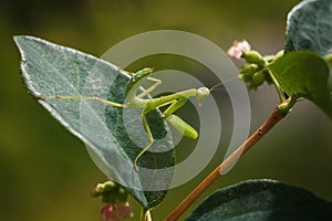 Little green young European mantis or mantis religiosa sitting on snowberry bush branch. Insects and flora. Soft focused macro