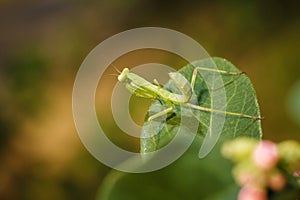 Little green young European mantis or mantis religiosa sitting on snowberry bush branch. Insects and flora. Soft focused macro