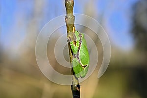 Little greenback on a twig