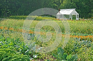 Little greenhouse in a vegetable garden