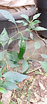 Little greeny pepper