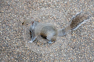 Little Grey and Brown Squirrel on the Ground