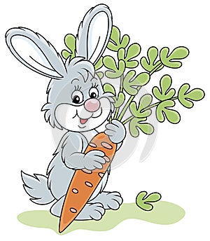 Little grey bunny with a tasty carrot