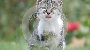 Little Grey Cat Playing in the Garden in Green Grass