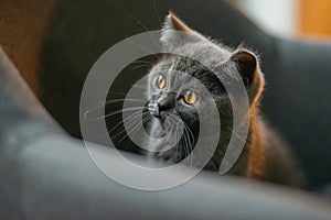 Little grey cat playing and hiding behind couch