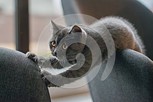 Little grey cat playing and hiding behind couch