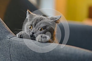 Little grey cat playing and hiding behind couch