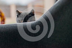 Little grey cat playing and hiding behind couch