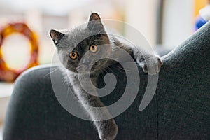 Little grey cat playing and hiding behind couch