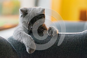 Little grey cat playing and hiding behind couch