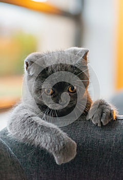 Little grey cat playing and hiding behind couch