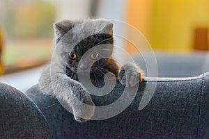 Little grey cat playing and hiding behind couch