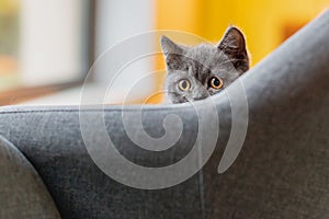 Little grey cat playing and hiding behind couch