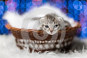 A little grey cat in a wisker cradle against bokeh background photo