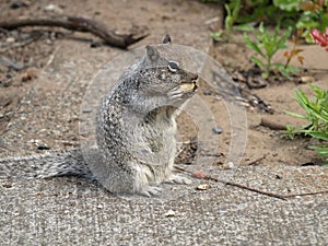 Little Grey Digger Squirrel