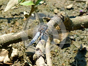 Little grey dragonfly sitting on a branch