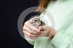 Little grey dwarf hamster on girls hand. Close-up portrait Dzungarian.