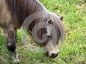 Little grey horse, pony, head and mane close-up, portrait of an animal, grazes on green grass