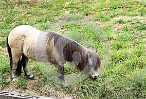 Little grey horse, Shetland pony, is grazing on green grass, green background