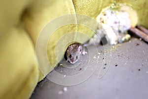 Little Grey House Mouse Living Inside Old Chiar