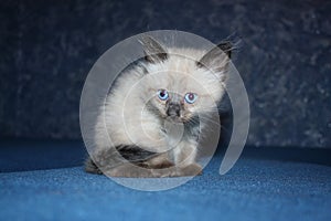 Little grey kitten with blue eyes lying on sofa