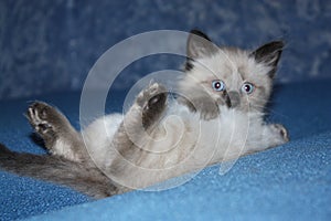 Little grey kitten with blue eyes lying on sofa