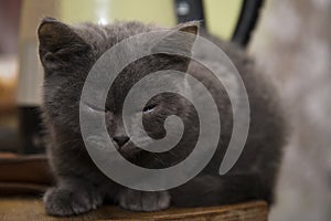 The little grey kitten fell asleep on the table.