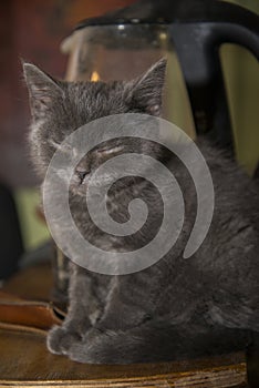 The little grey kitten fell asleep on the table.