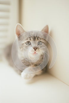 Little grey kitten with funny face portrait on the windowsill