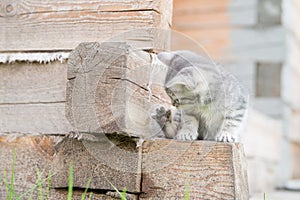 Little grey kitten playing with paw on wooden background