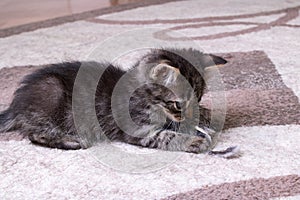 Little Grey Kitten Playing with Toy Mouse