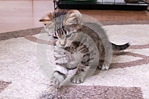 Little Grey Kitten Playing with Toy Mouse