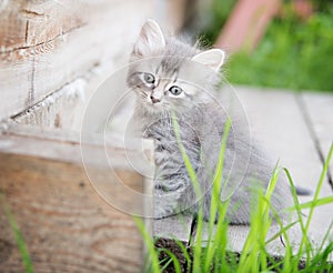 Little grey kitten playing on wooden background