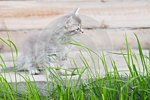 Little grey kitten playing on wooden background