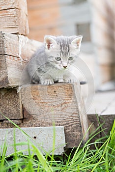 Little grey kitten playing on wooden background