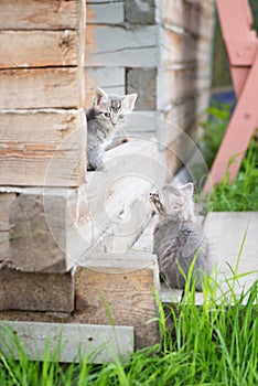 Little grey kitten playing on wooden background