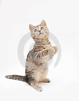 Little grey kitten posing on white background