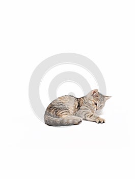 Little grey kitten posing on white background