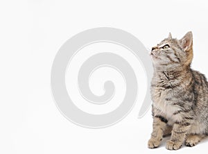 Little grey kitten posing on white background