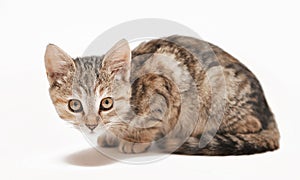 Little grey kitten posing on white background