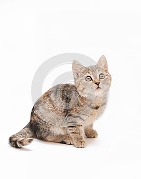 Little grey kitten posing on white background