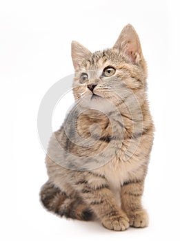 Little grey kitten posing on white background