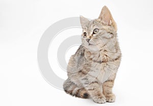 Little grey kitten posing on white background