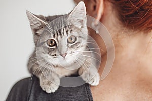 Little grey kitten sittung on the woman\'s shoulder